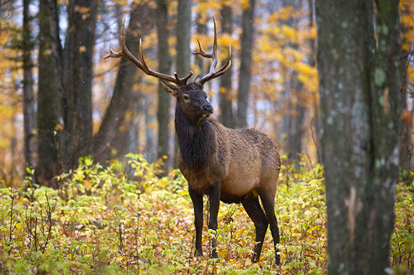An antlered elk in a forest.