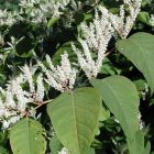 A plant with broad leaves and white flowers.