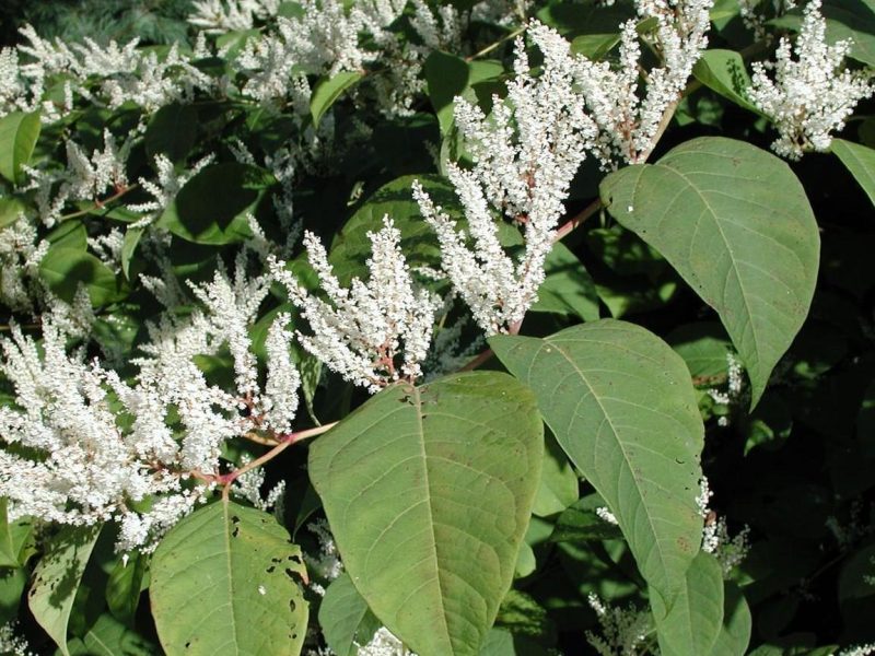 A plant with broad leaves and white flowers.