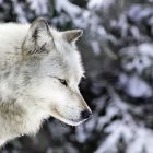 A gray wolf during winter.