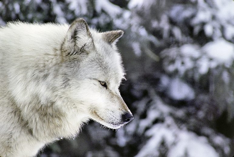 A gray wolf during winter.