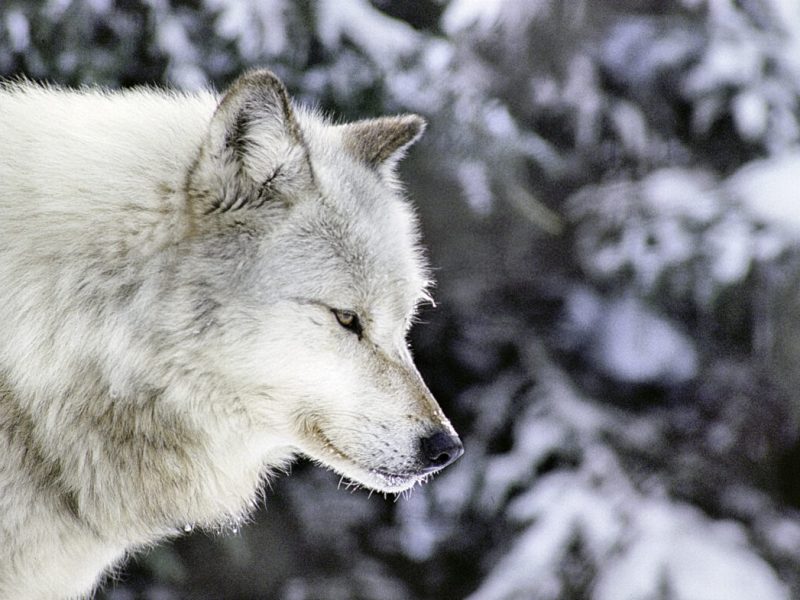 A gray wolf during winter.