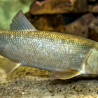 A white sucker swimming near the sandy bottom of a waterway.