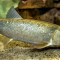 A white sucker swimming near the sandy bottom of a waterway.