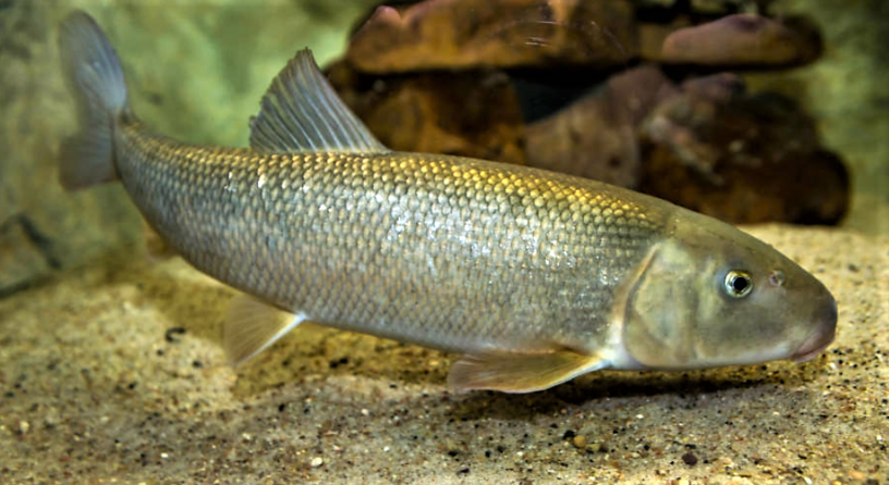 A white sucker swimming near the sandy bottom of a waterway.