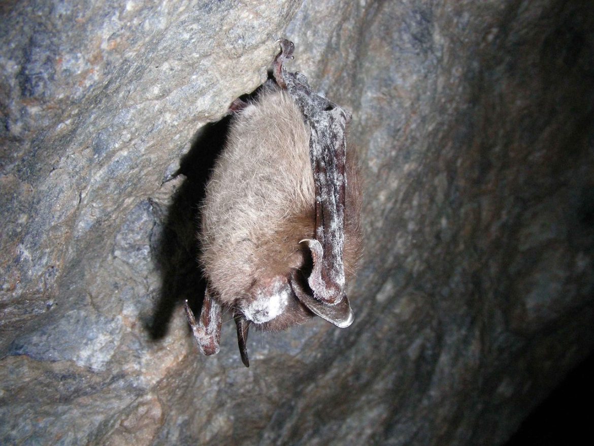 Little brown bat with white-nose syndrome hanging upside down in a mine