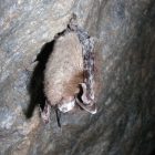 Little brown bat with white-nose syndrome hanging upside down in a mine
