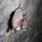 Little brown bat with white-nose syndrome hanging upside down in a mine