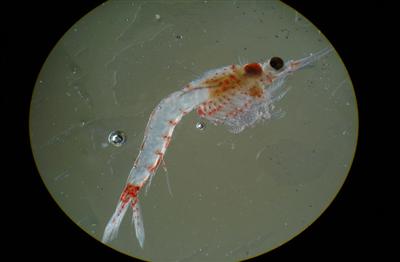 Bloody red shrimp.