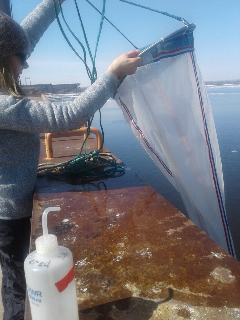 Researchers test for the invasive bloody red shrimp in Duluth-Superior Harbor.