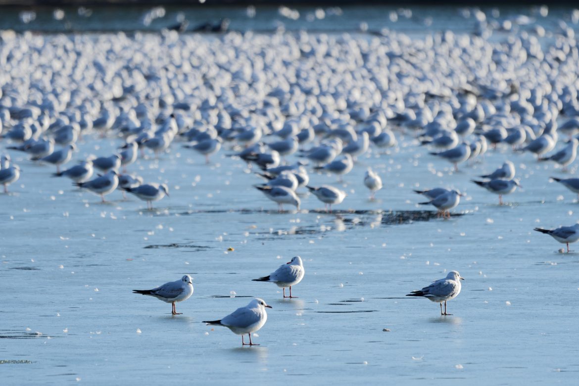 Seagulls land on a frozen lake.
