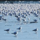 Seagulls land on a frozen lake.