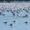 Seagulls land on a frozen lake.