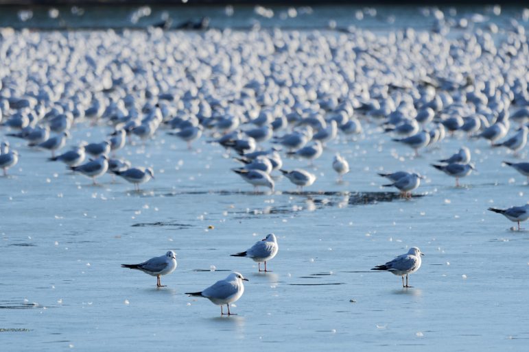 Seagulls land on a frozen lake.