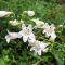 White flowers called foxglove beardtongue