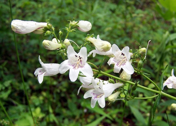 White flowers called foxglove beardtongue