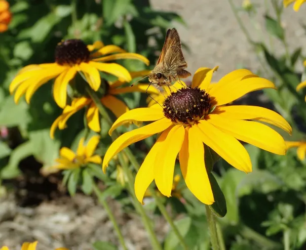 A butterfly drinks from yellow flowers